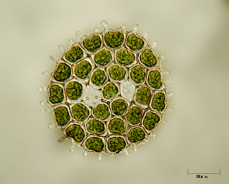 Pediastrum boryanum