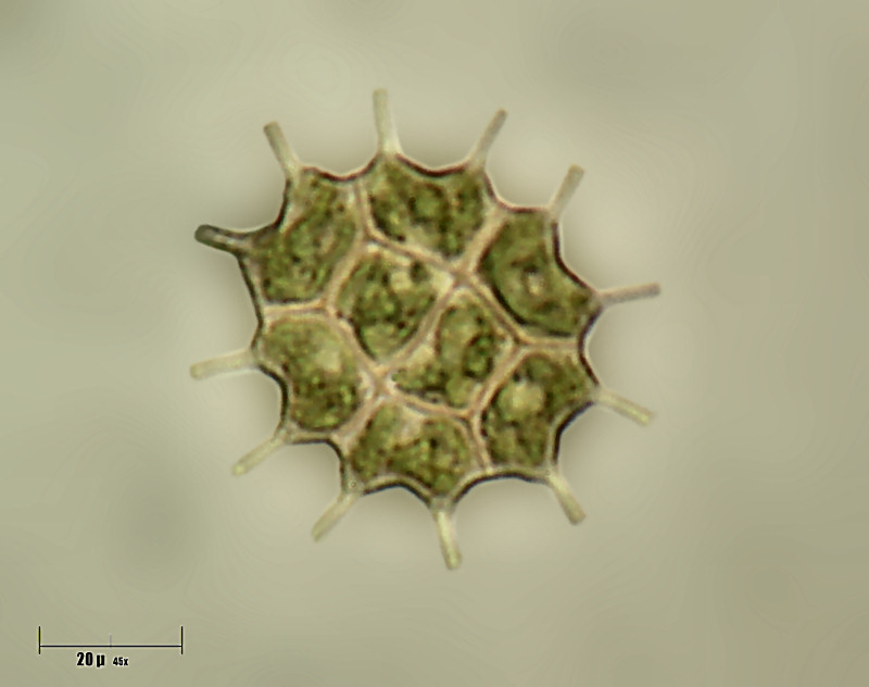 Pediastrum boryanum  8 cellule