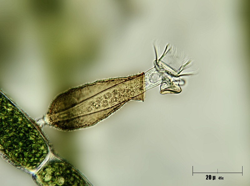 Pyxicola sp.