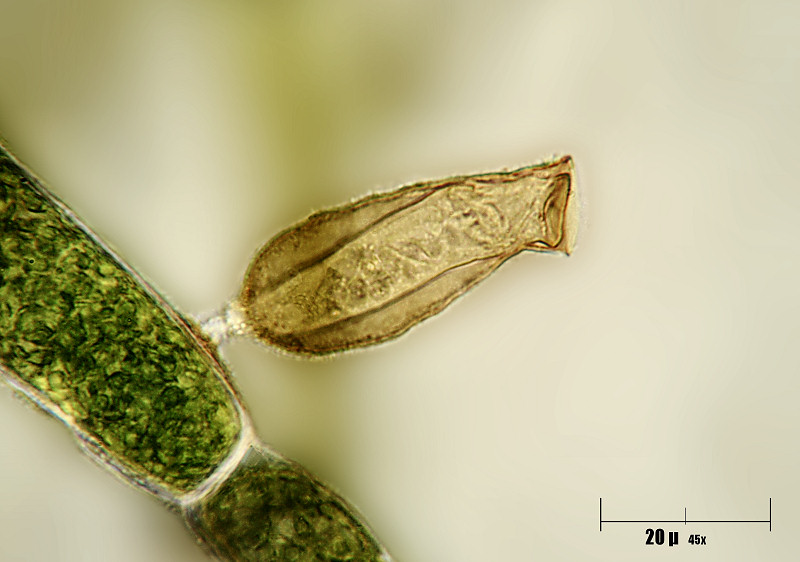 Pyxicola sp.