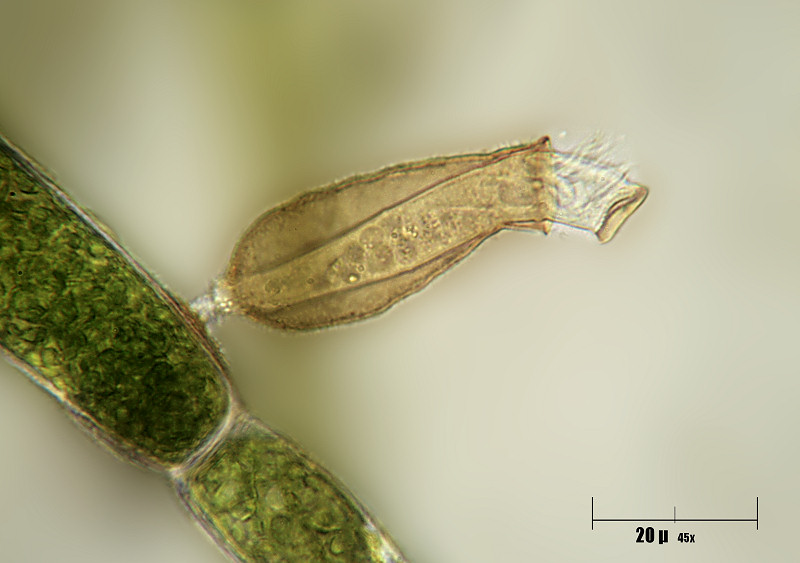 Pyxicola sp.