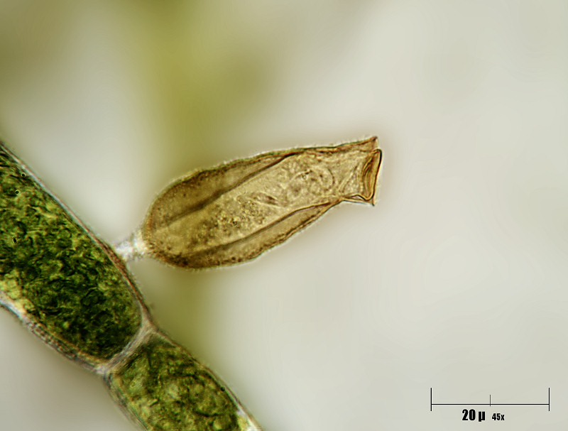 Pyxicola sp.