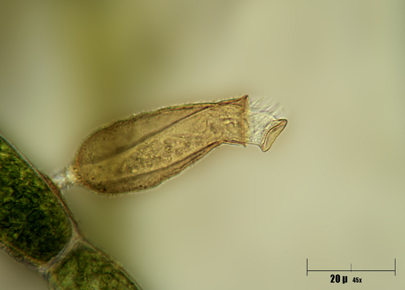 Pyxicola sp.