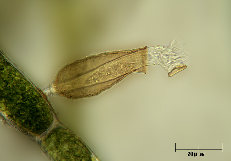 Pyxicola sp.