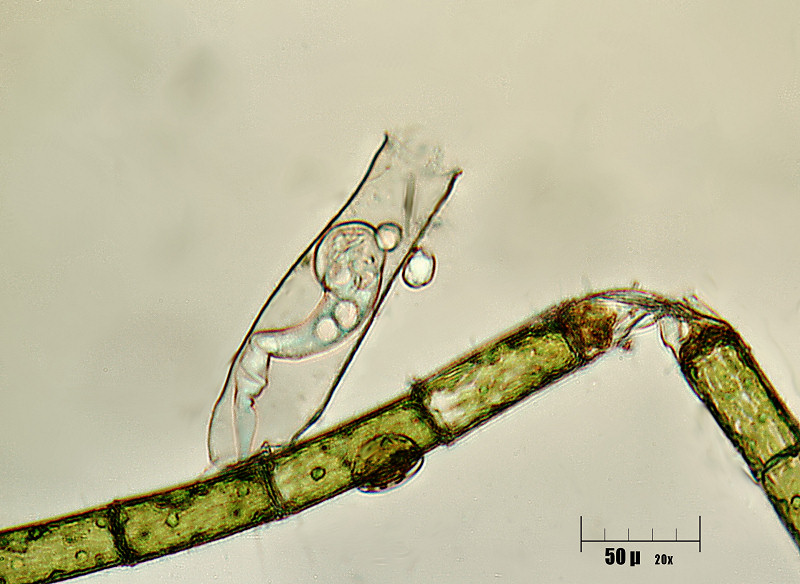 Thuricola folliculata