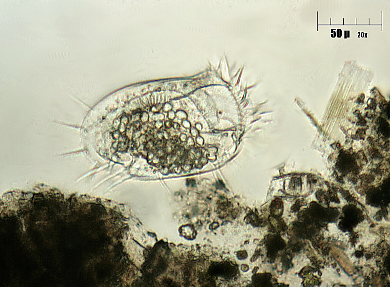 Euplotes sp. (era: Stylonychia sp.)