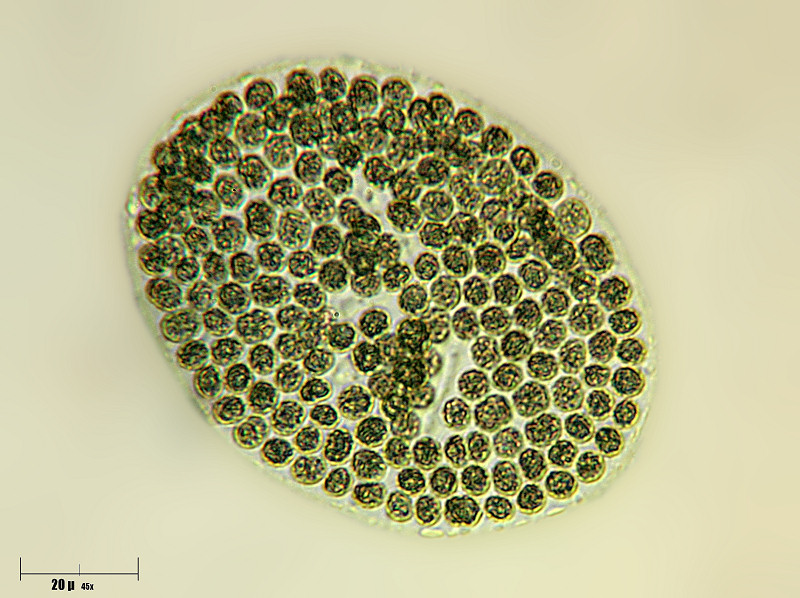 Microcystis sp.