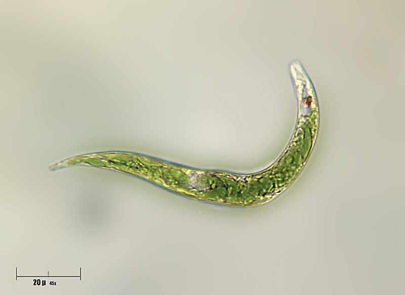 Euglena sp.