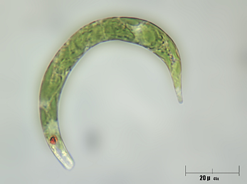 Euglena sp.