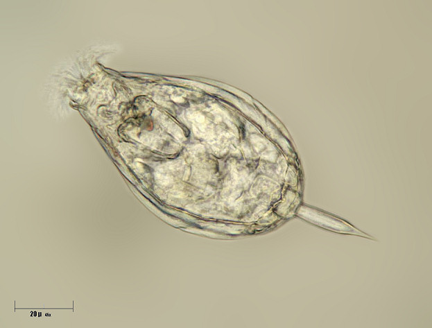 Monostyla sp. [ Lecane sp. ]