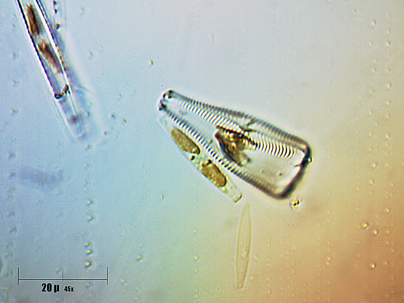 Gomphonema sp.