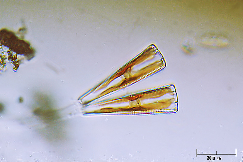 Gomphonema sp.