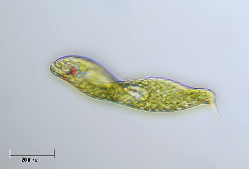 Euglena sp.