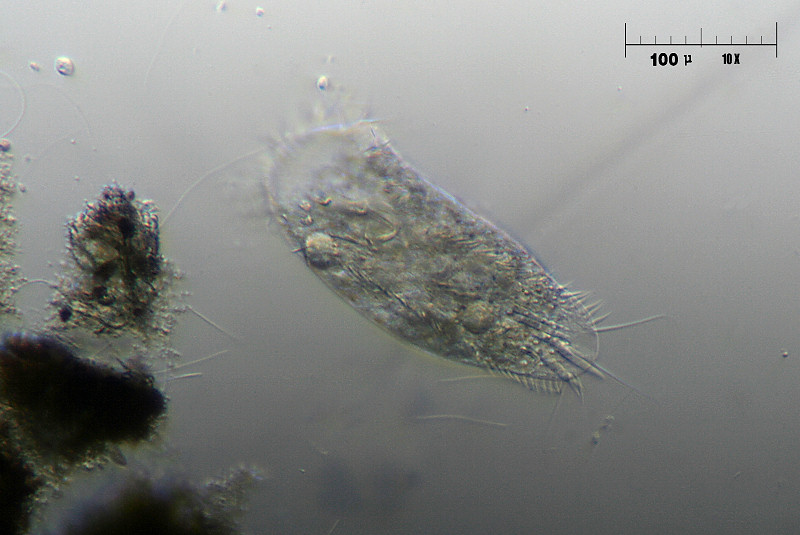 Stylonchia sp. 2