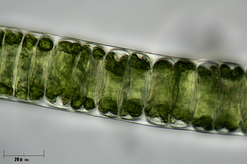 forse Microchaete sp. ? chi mi aiuta ?