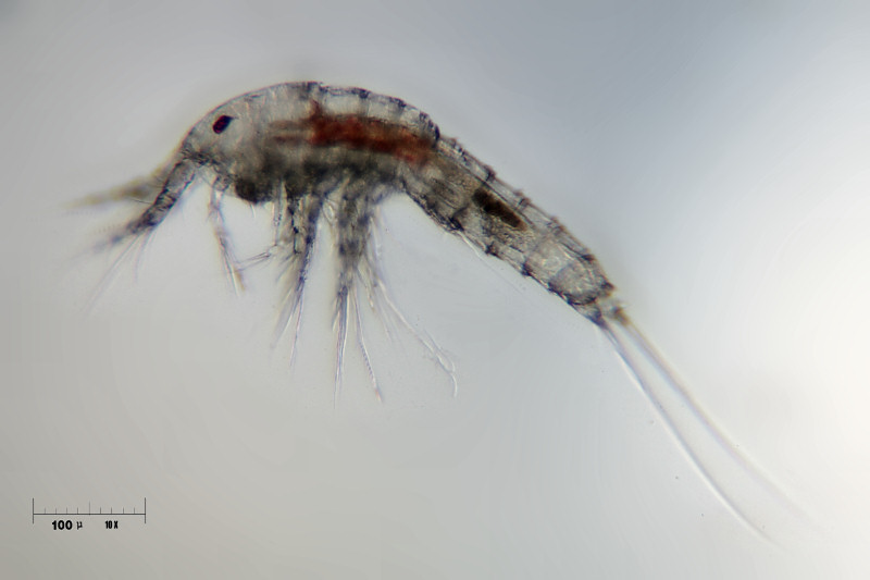 nuovo copepode Cyclops sp.