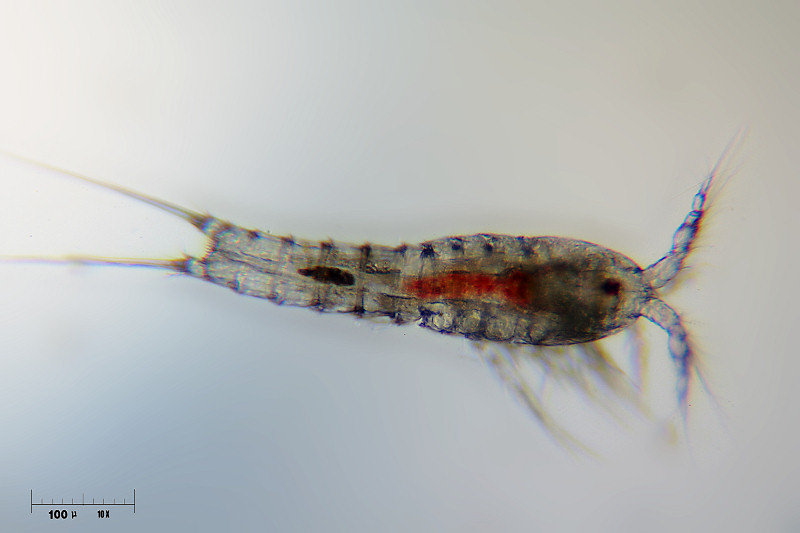 nuovo copepode Cyclops sp.