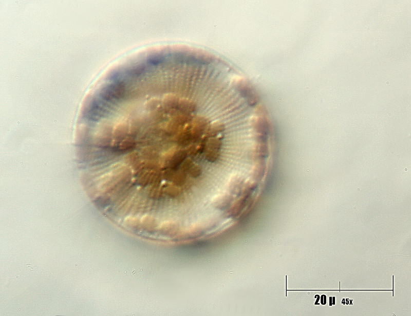 Cyclotella sp.