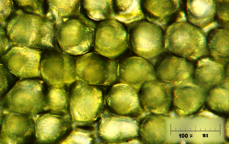 epidermide di petalo di narciso