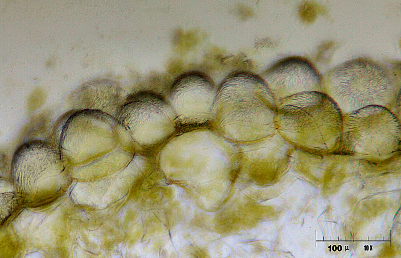 epidermide di petalo di narciso