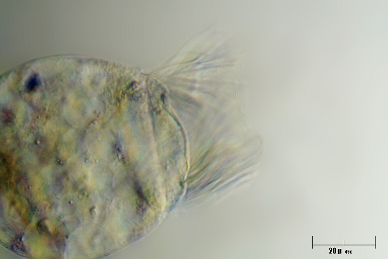 particolari di cilia di ciliato sferico