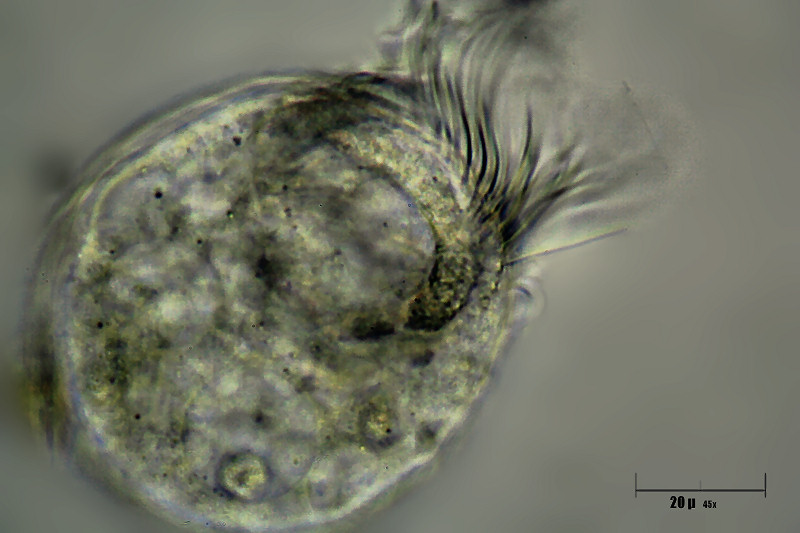 particolari di cilia di ciliato sferico