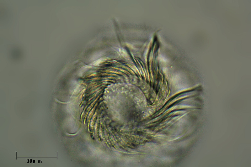 particolari di cilia di ciliato sferico