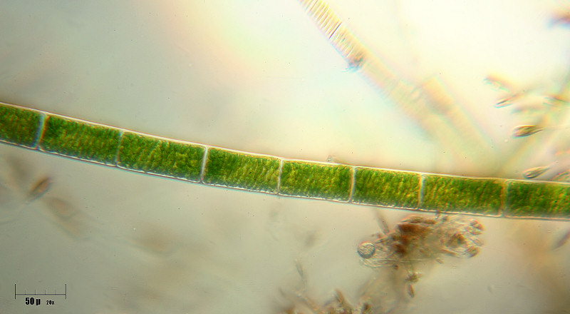 Spirogyra sp.