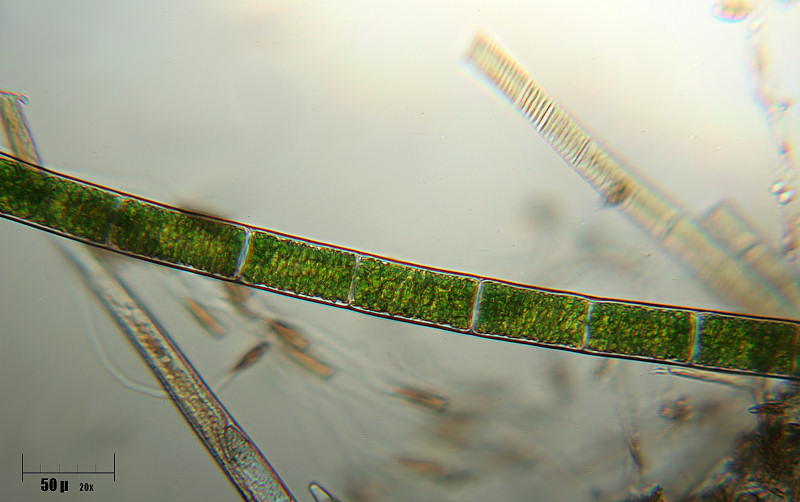 Spirogyra sp.