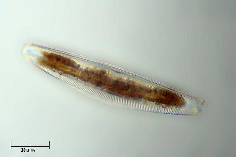 ritratto di una Cymbella sp.