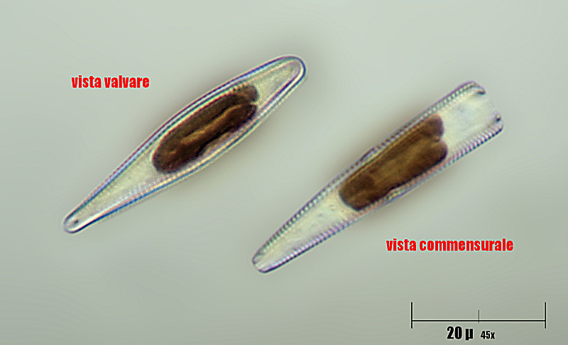 Gomphonema clavatum ?