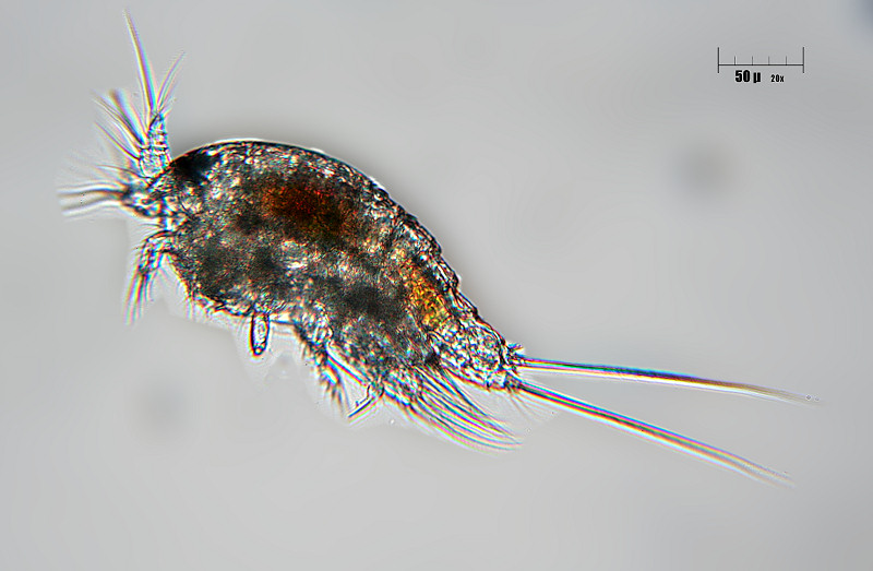 copepode marino