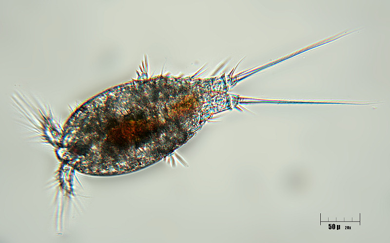 copepode marino