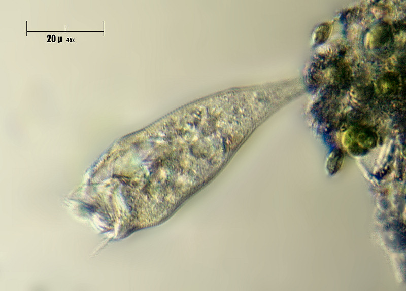 estensione di Rhabdostyla sp.