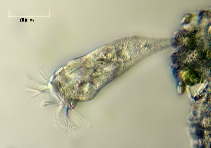 estensione di Rhabdostyla sp.