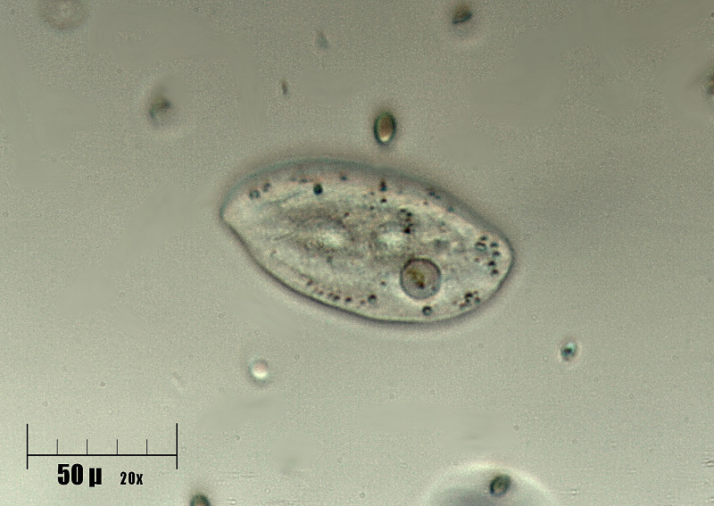 Paramecium sp. ???