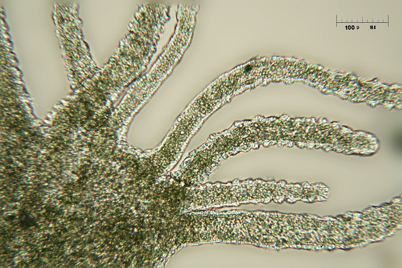 Hydra sp.