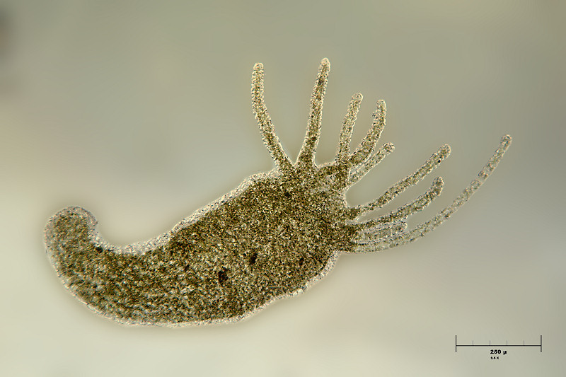 Hydra sp.