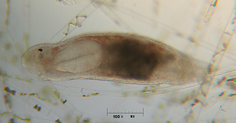 turbellare - Plagiostomum sp. ?