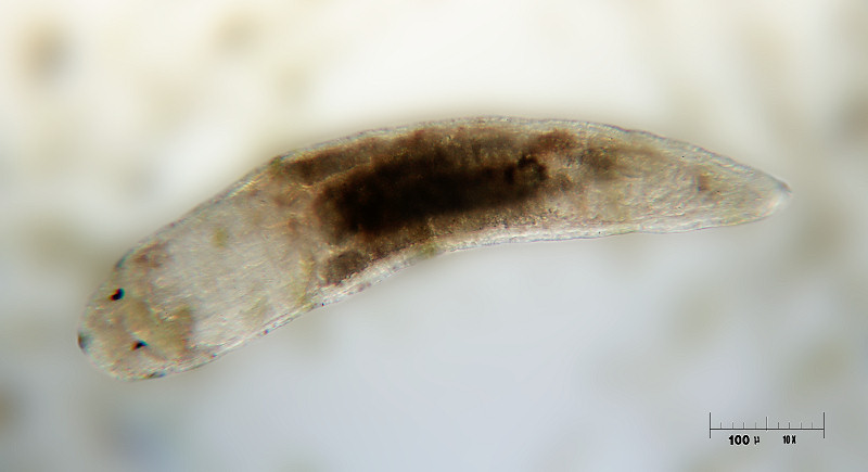 turbellare - Plagiostomum sp. ?