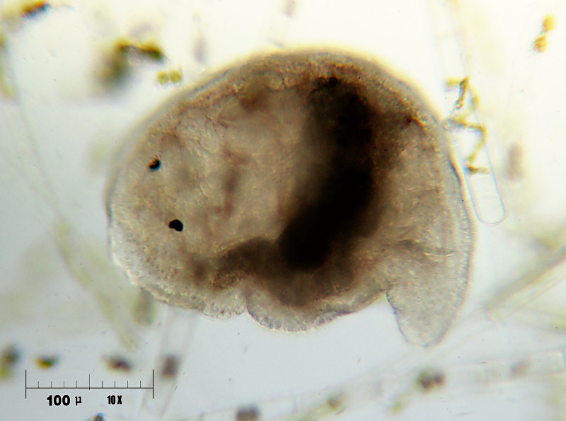 turbellare - Plagiostomum sp. ?