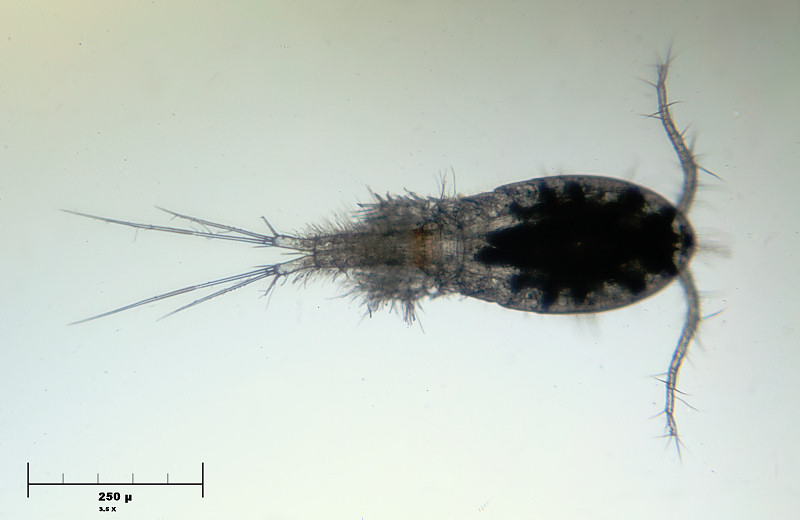 Copepode