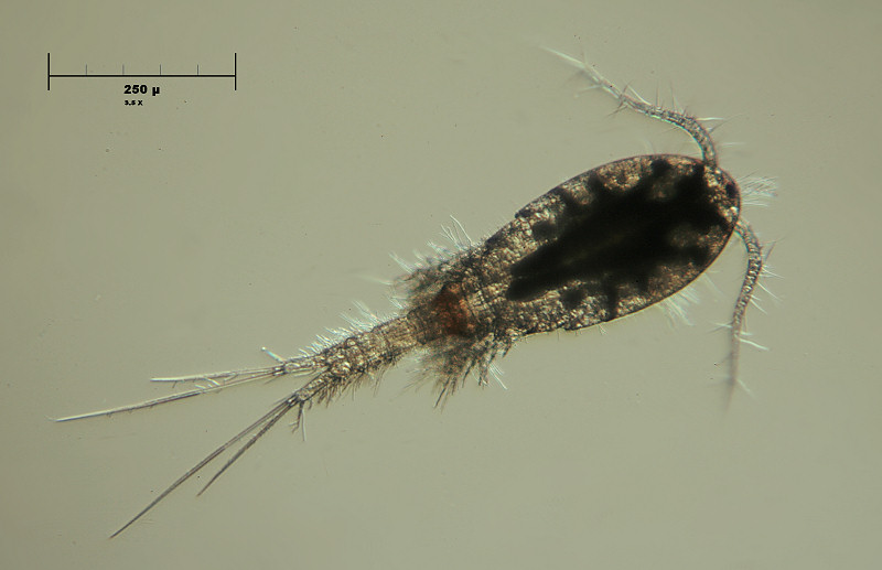 Copepode 2