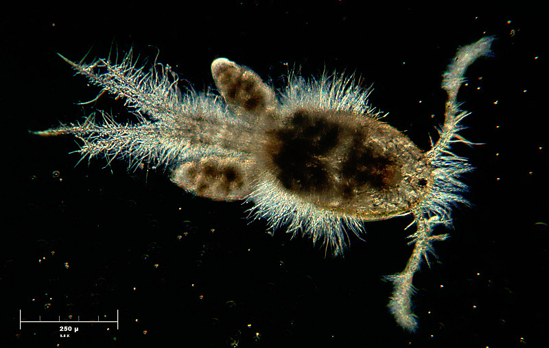 copepode con uova