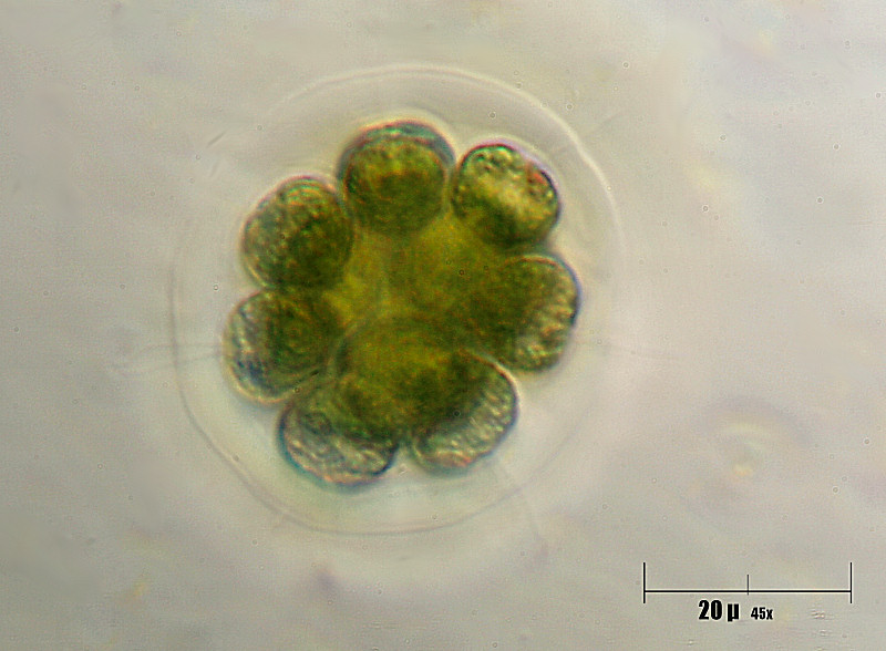 Pandorina sp.