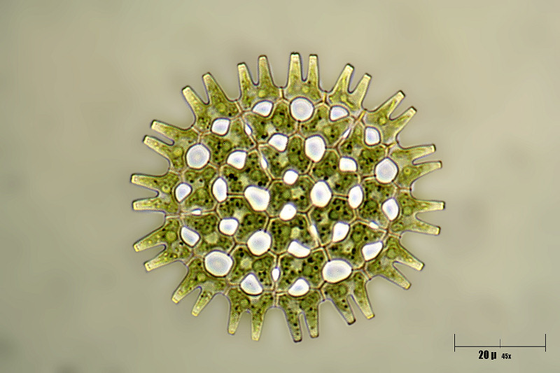 Pediastrum duplex