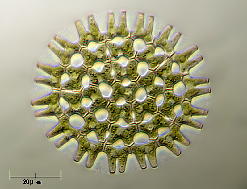 Pediastrum duplex