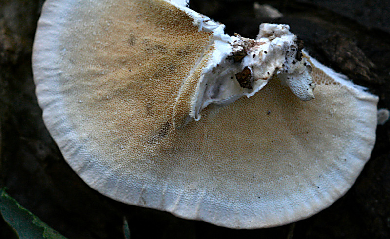 trametes versicolor ?