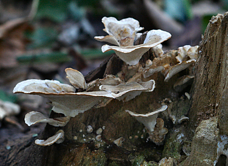 trametes versicolor ?