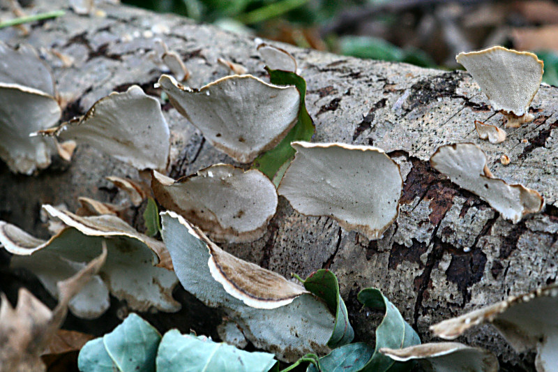 trametes versicolor ?